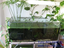 Low-stocked dwarf cichlid aquarium in the study