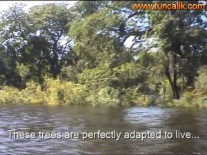 These tropical trees are adapted to live in water for several months in the rainy season