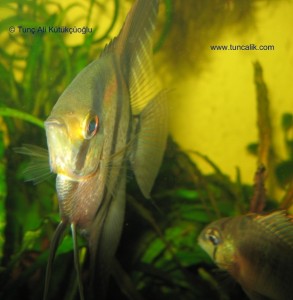 Columbian angelfish (Pterophyllum scalare)