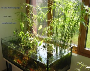 Umbrella papyrus (Cyperus alternifolius) in a lowtech natural aquarium (see biotope in my room)