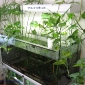 Epipremnum pinnatum, umbrella papyrus and lucky bamboo